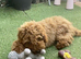 BEAUTIFUL F2 COCKAPOO GIRL PUP