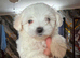 Maltese puppies