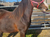 Kiki coming 2 Welsh c pony wpcs passported