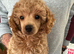 Toy Poodle Puppies