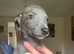 Blue kennel club registered whippet pups