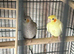 Male semi tame cockatiel
