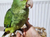 Baby double yellow headed amazon