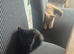 X2 Female Kittens