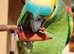 Baby tamed blue front Amazon talking parrot