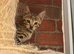 Stunning brown spot kittens- READY NOW