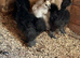 Silkies x5