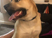 Belgian malinois