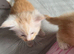 PEDIGREE MAINE COON KITTENS