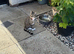 Neutered female small cat for rehoming