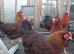 Bantam Welsummer &ndash; Hatching Eggs