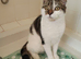 British Short Hair Maine coone cross kitten