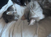 Ragdoll x 4 beautiful kittens for sale