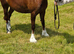 Registered Welsh Sec C colt foal
