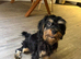 Cavapoo × Border Terrier cross