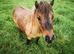 Lovely Golden 6 yr old Gelded Dun Mini Shetland for sale