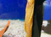 XL Male Golden Ancistrust (Ancistrus sp.)