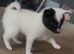 Pomchi girl