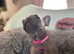 Meet our gorgeous female French bulldogs