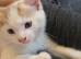 Kitten looking for new home