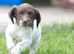 KC registered Springer spaniels puppies