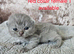 British shorthair kittens