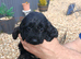 Cockapoo F1 last two weeks girls!!! .