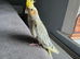 Young cockatiel