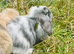Pure Mini lop