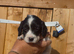 Cocker spaniel puppy&rsquo;s