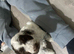 6 beautiful cockapoo puppies F1