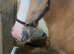 Silver bay dappled filly