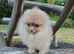Merle & solid lilac beaver puppies