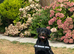 KC Registered Puppy Rottweiler