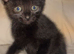 5 beautiful kittens