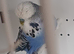 One pair budgie
