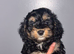 Last boy cockapoo