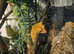 Comet crested gecko