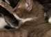 Three little cherubs looking for their forever home