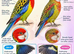 RARE Black Rosella & yellow, red