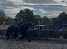 Beautiful super safe mare