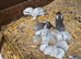 Rabbits for sale