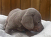 Miniature daschund pups
