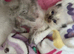 Ragdoll kittens seal point born 19/07/26