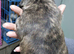 3/4 chihuahua,s