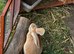 Stunning Continental Giant Rabbits For Sale