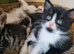 2 kittens available