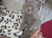 British shorthair kittens ready now