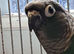 Conure