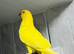 Yellow ringnecks
